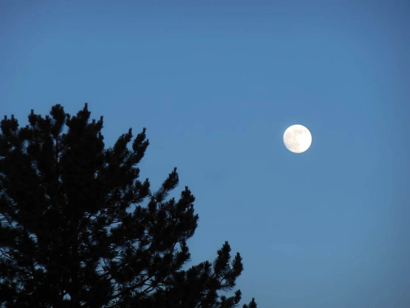 The moon in a clear blue sky above a pine tree.